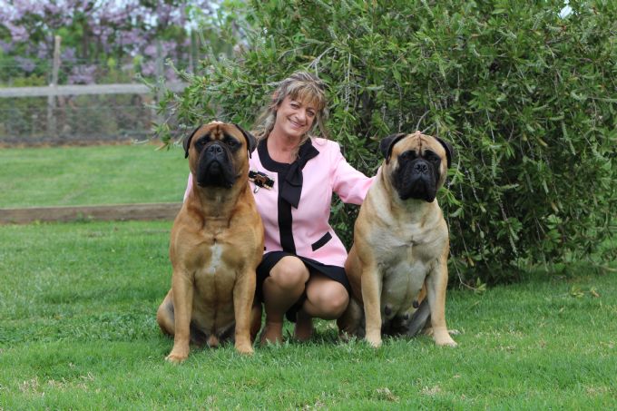 bull mastiffs